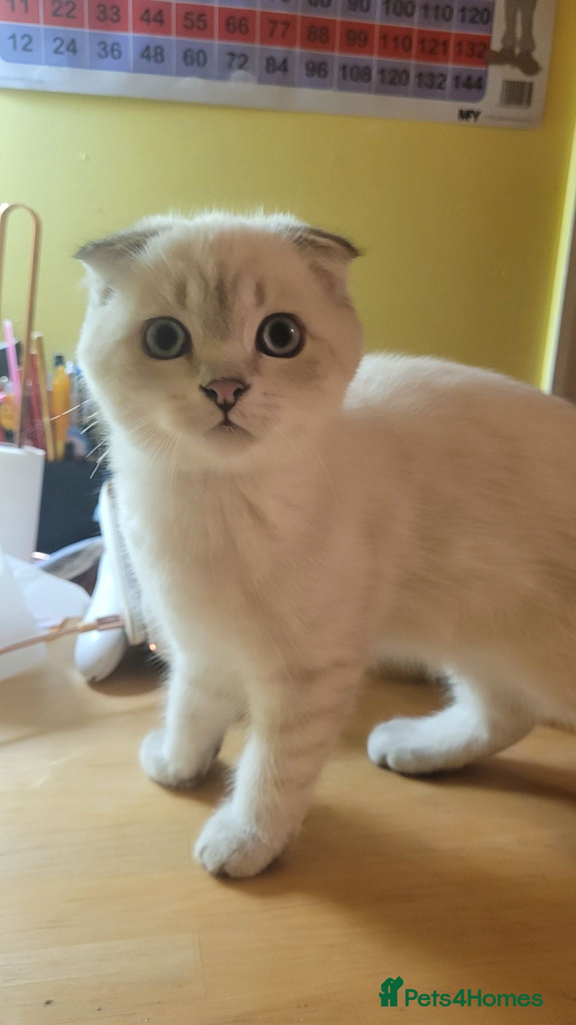 Scottish Fold cats Scottish fold/straight snow leopards  - Advert 3