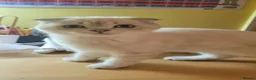 Scottish Fold cats for sale: Silver spotted Scottish fold/straight kittens  - Advert 26