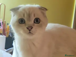 Scottish Fold cats Scottish fold/straight snow leopards - Advert 3