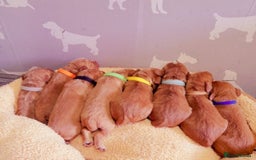 Cocker Spaniel dogs for stud: Fox red working cocker stud in Nottingham - Image 5
