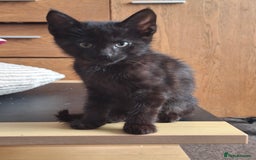 American Shorthair cats for sale: Divine Blessings in the shape of kittens - Image 6