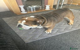 English Bulldog dogs for sale: 4 year old British bulldog  - Advert 1