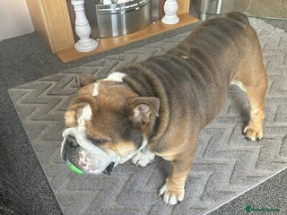 English Bulldog dogs 4 year old British bulldog - Advert 18