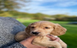 Cocker Spaniel dogs for sale: Beautiful KC Registered Cocker Spaniels - Image 2