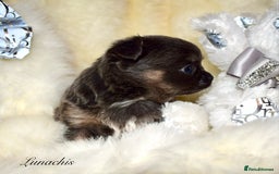 Chihuahua dogs for sale: Stunning long coat chihuahua puppies - Image 15