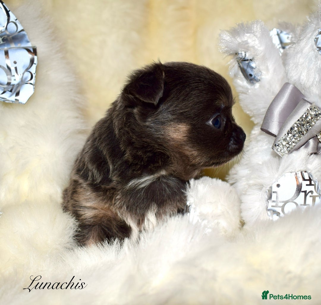 Chihuahua dogs for sale: Stunning long coat chihuahua puppies - Image 15