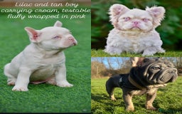 French Bulldog dogs for sale: 🌸Pink French bulldogs TOP QUALITY  - Image 7