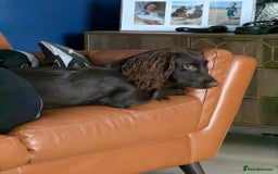 Cocker Spaniel dogs for sale: Cocker spaneil (female)  - Image 5