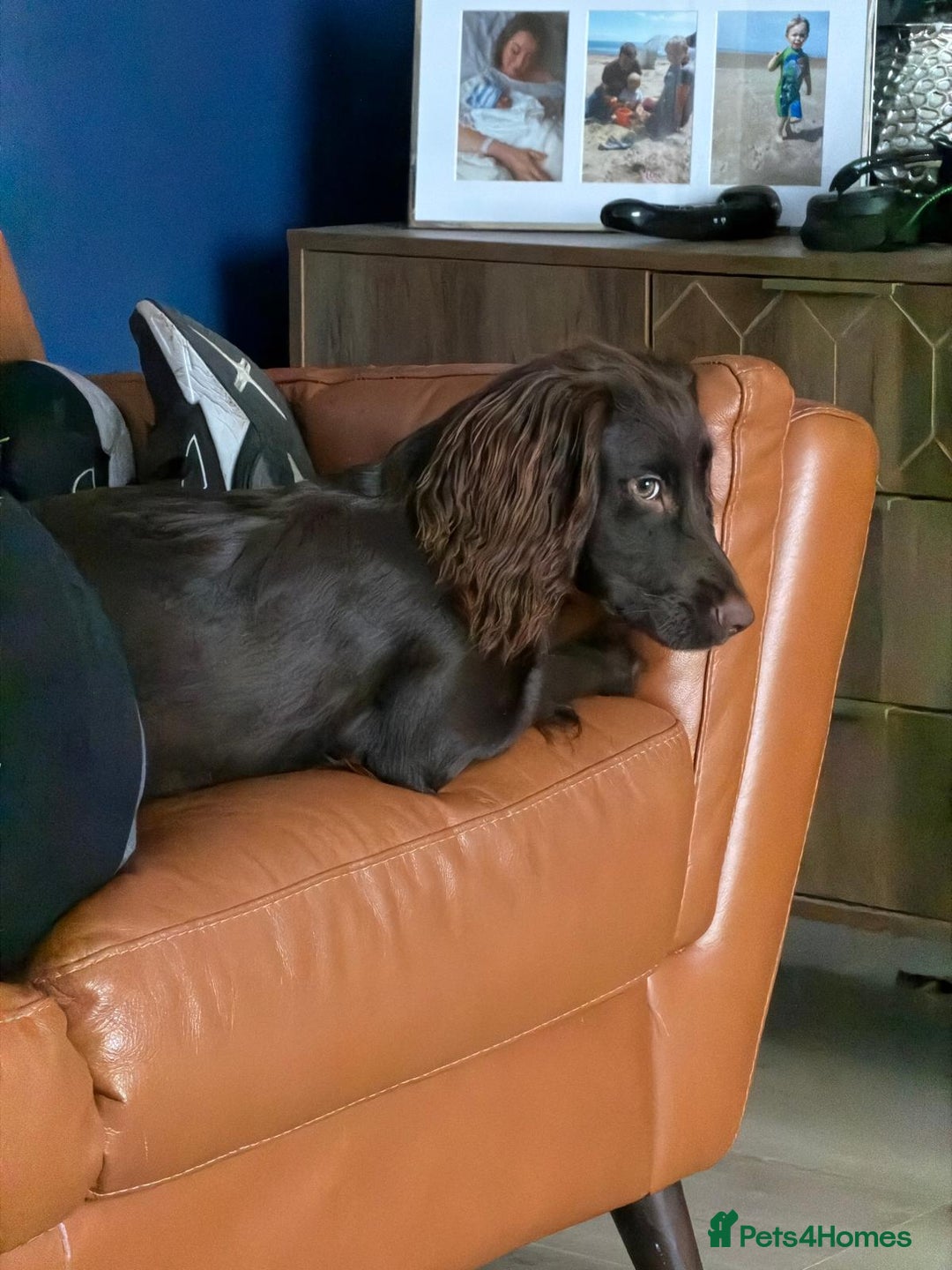 Cocker Spaniel dogs for sale: Cocker spaneil (female)  - Image 5