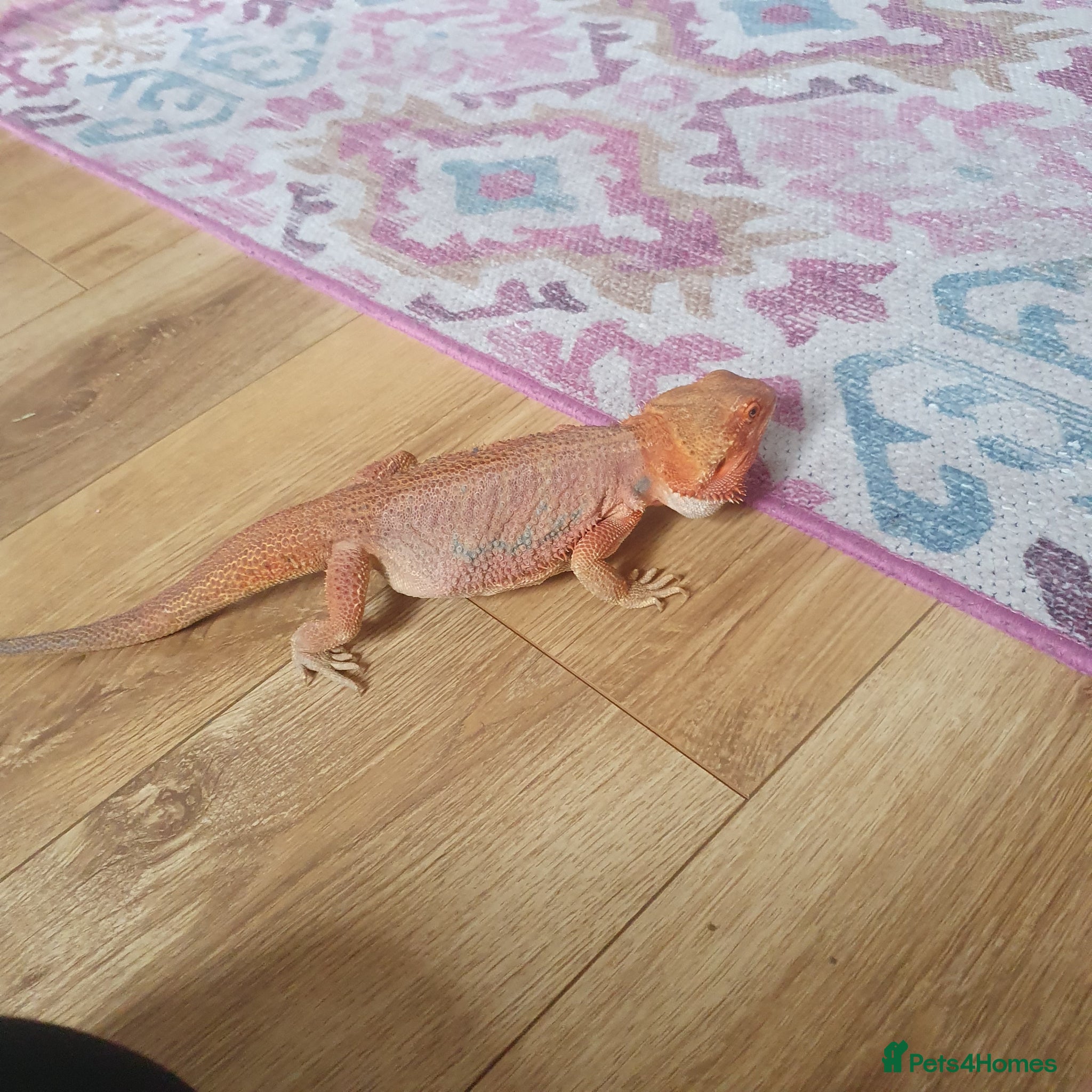 Bearded Dragon reptiles Bearded dragon  - Advert 12