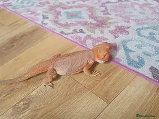 Bearded Dragon reptiles Bearded dragon - Advert 12
