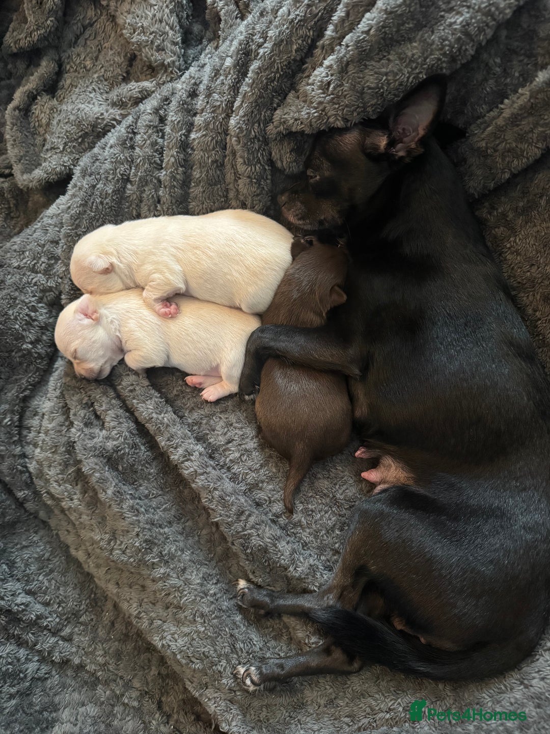 Chihuahua dogs for sale: 2 beautiful white chihuahua girls  - Image 8