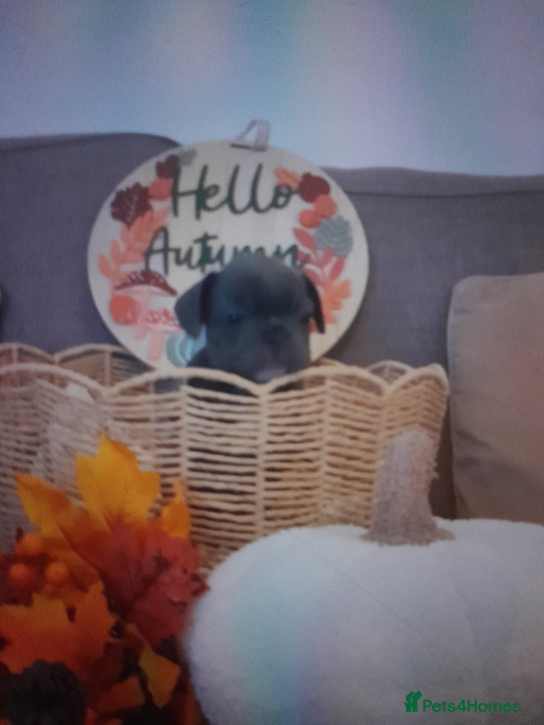 French Bulldog dogs for sale: Quality World class French bulldogs !!!! - Image 7