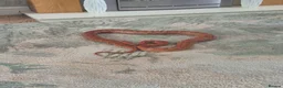 Corn Snake reptiles for sale: Corn snake in Brierley Hill - Advert 4