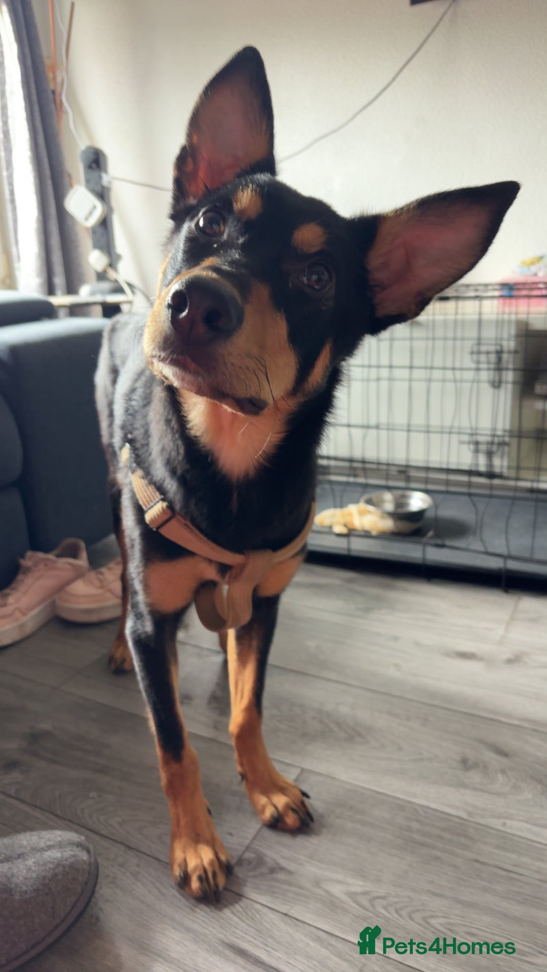 Australian Kelpie dogs for sale: Australian kelpie  - Image 4