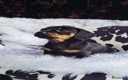 Miniature Dachshund dogs for sale: Miniature Smooth Dachshund Puppies  - Image 7