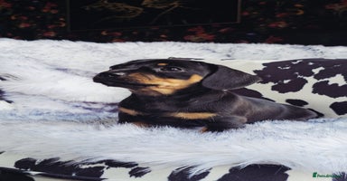 Miniature Dachshund dogs - Advert 3