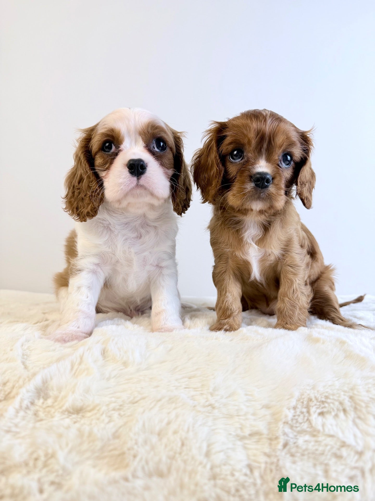 Cavalier King Charles Spaniel dogs KC registered Cavalier King Charles Spaniel.  - Advert 1