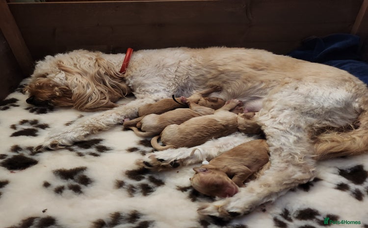 Mini Goldendoodle dogs - Advert 11