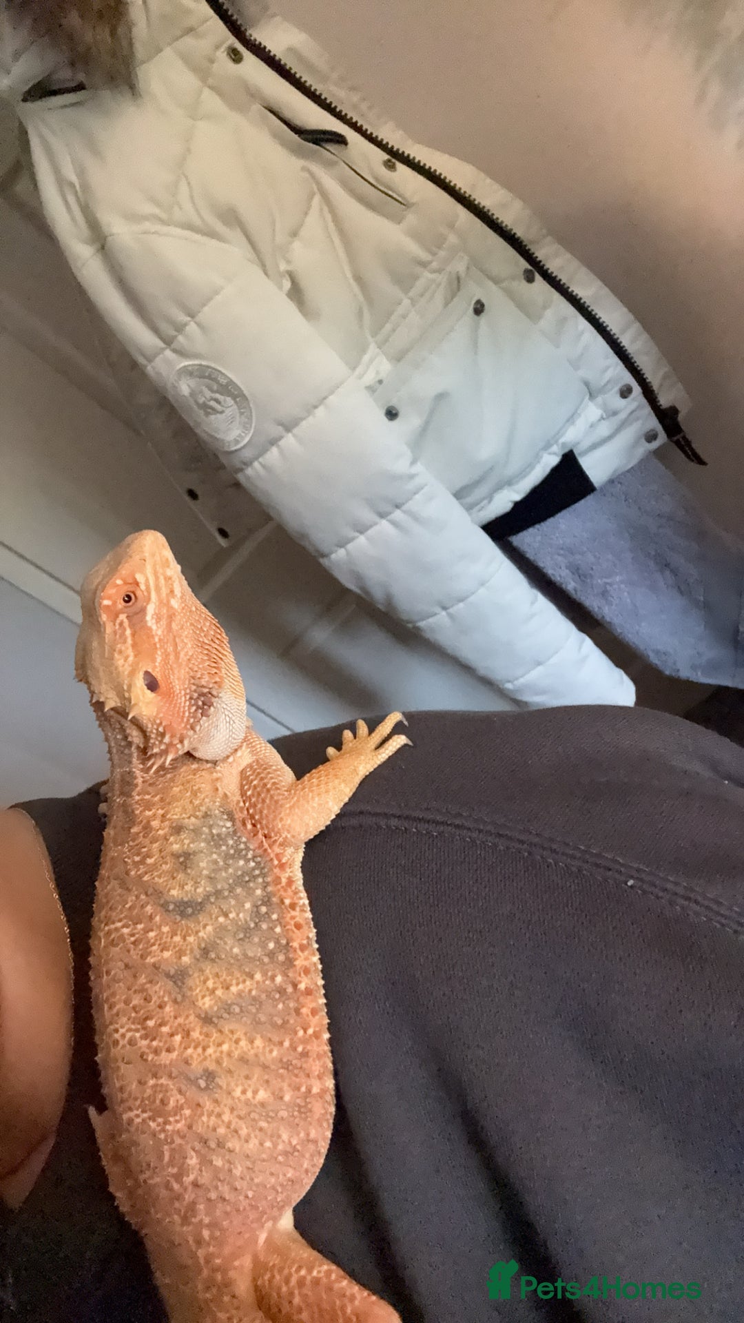 Bearded Dragon reptiles for sale: Bearded dragon  - Image 5