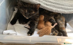 British Shorthair cats for sale: Three kittens ready for new home - Image 6