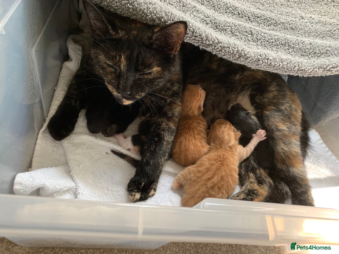 British Shorthair cats for sale: Three kittens ready for new home - Image 6