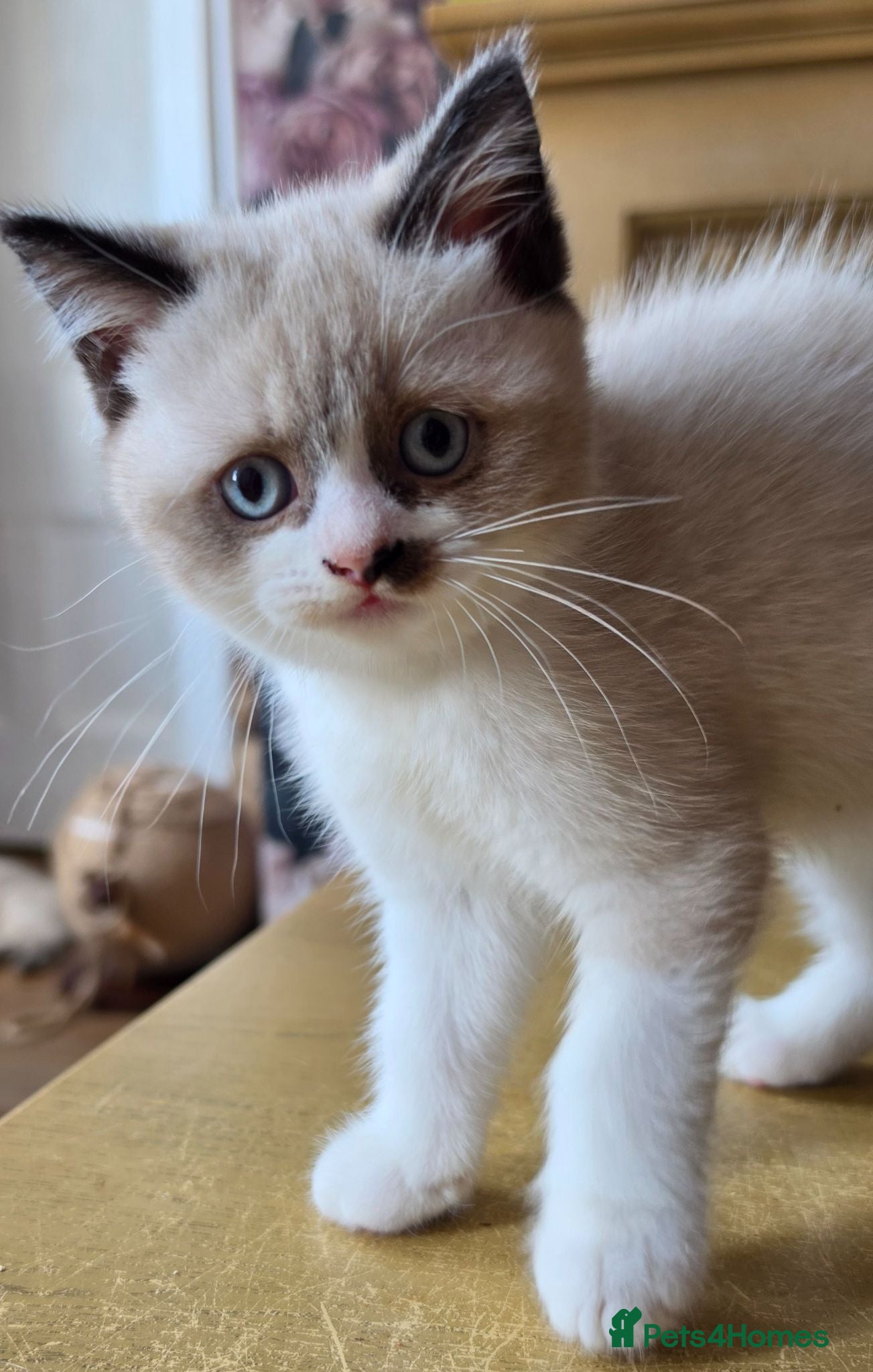 British Shorthair cats British Shorthair Exotic Kittens - Advert 1