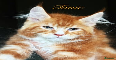 Maine Coon cats - Advert 2
