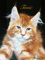 Maine Coon cats STUNNING LITTER OF ANDERPRIDE MAINE COONS - Advert 9