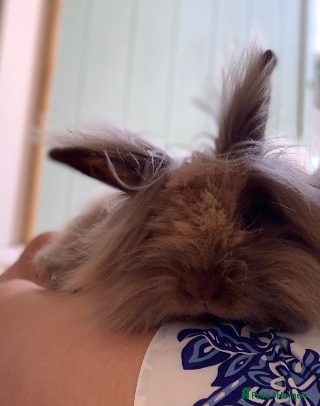 Lionhead rabbits for sale: 2 lionhead girls - 5 months old - Image 2
