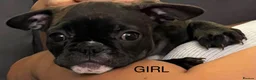 French Bulldog dogs for sale:  French bulldog puppies 1 male 1 female left - Advert 12