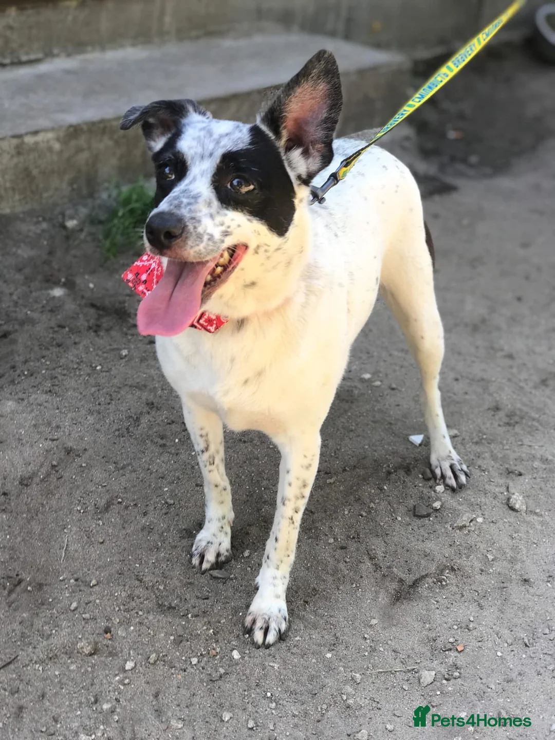 Mixed Breed dogs for adoption: ❤️Lottie 4 yo low medium girl with perfect manners - Advert 8