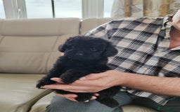 Cavapoo dogs for sale: TOY CAVAPOO DNA TESTED PARENTS AND GRANDPARENTS  - Image 27