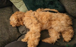 Cavapoo dogs for sale: REHOMING  - Advert 16