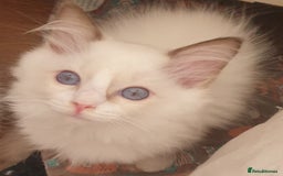 Ragdoll cats for sale: GCCF Chocolate Point with White Bi-color Kittens - Image 1