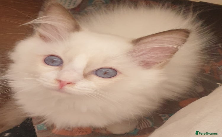Ragdoll cats - Advert 16
