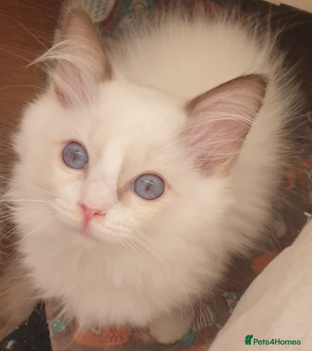 Ragdoll cats for sale: GCCF Chocolate Point with White Bi-color Kittens - Image 1
