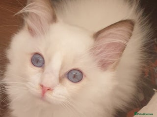 Ragdoll cats - Advert 9