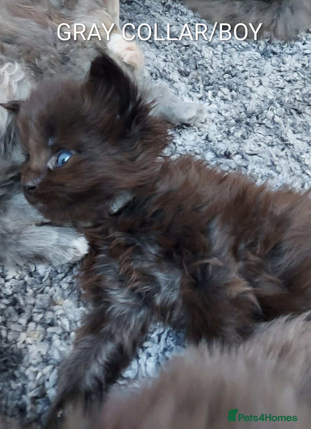 Maine Coon cats for sale: GREAT QUALITY MAINE COON KITTENS/DNA/GCCF  - Advert 19