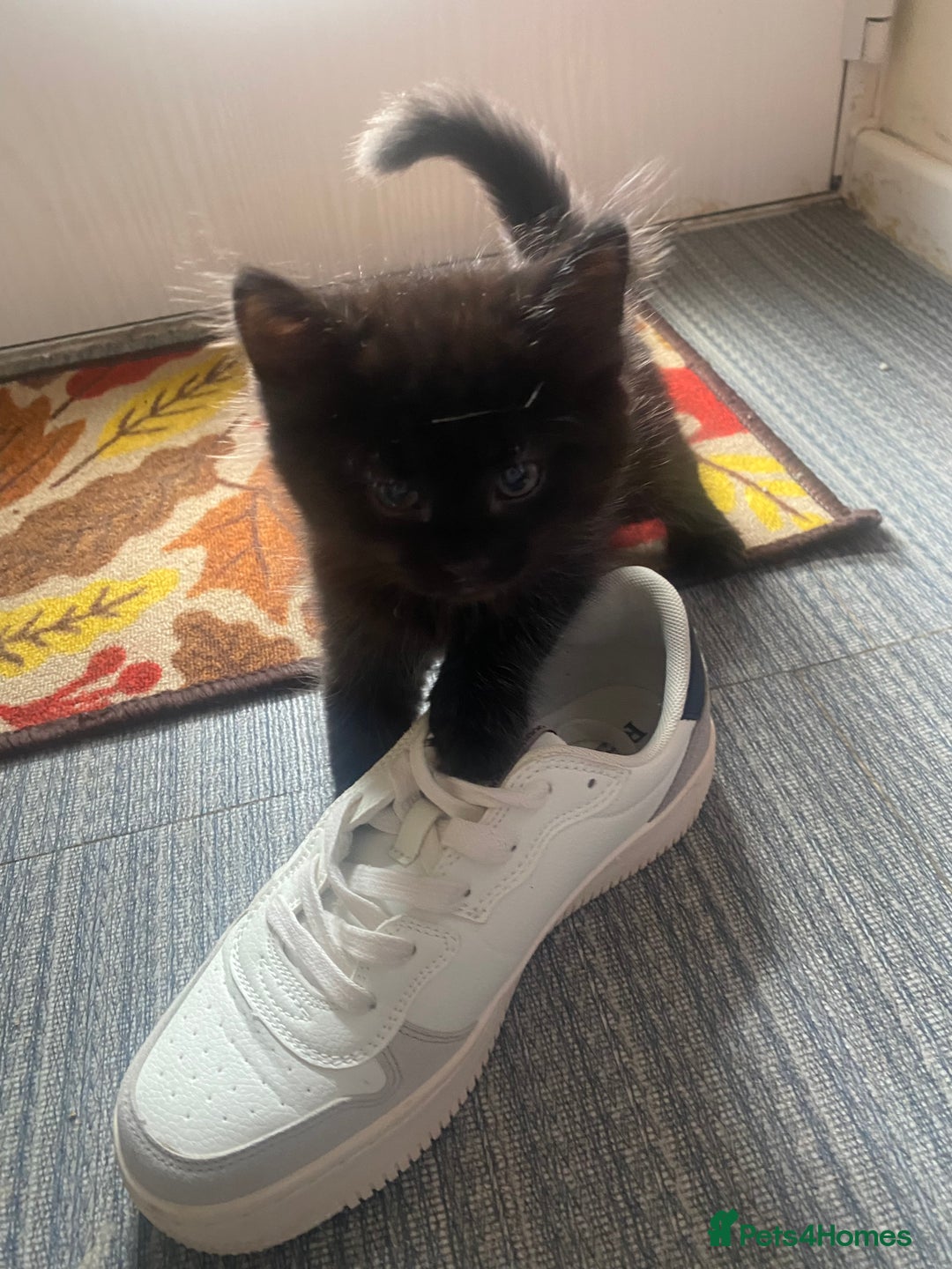Mixed Breed cats for sale: Forever home 🙏🏻 - Image 10