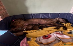 Lurcher dogs for sale: Quality Lurcher pups Deerhound/Grey Wheaten/Grey - Image 1