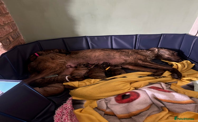 Lurcher dogs - Advert 1