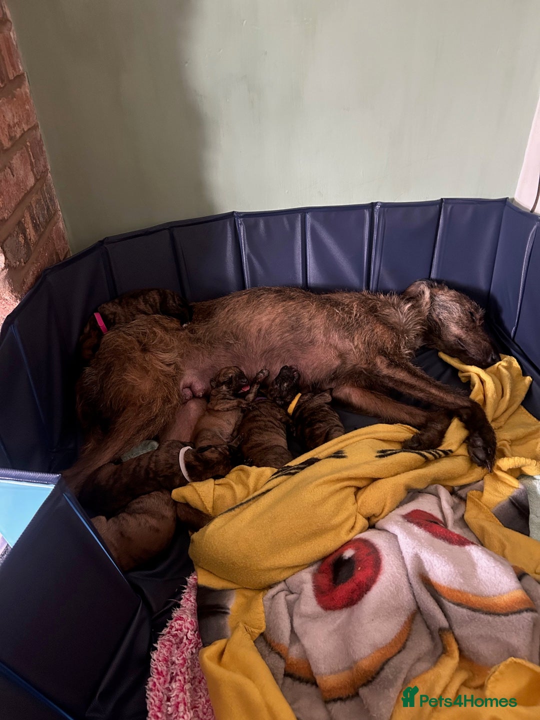 Lurcher dogs for sale: Quality Lurcher pups Deerhound/Grey Wheaten/Grey - Image 1