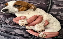 Jack Russell dogs for sale: Kennel Club Registered Jack Russell Terrier Pups - Image 18