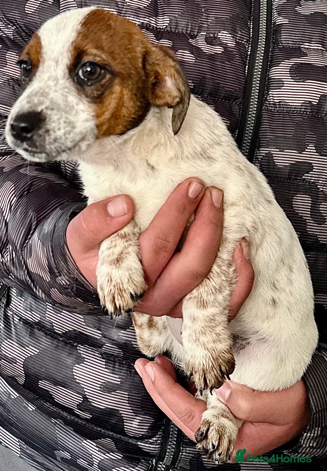 Jack Russell dogs for sale: Kennel Club Registered Jack Russell Terrier Pups - Image 18