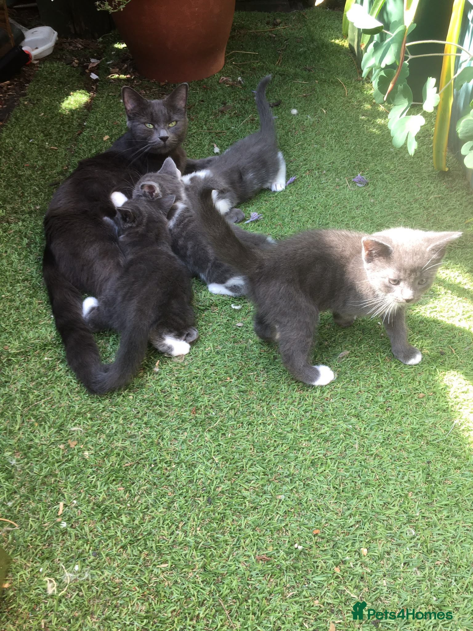 Mixed Breed cats Kittens for sale  - Advert 1