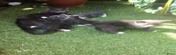 Mixed Breed cats for sale: Kittens for sale  in London - Advert 1