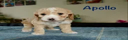 Cockapoo dogs for sale: Beautiful Cockapoo puppies for sale in Rugby - Advert 16