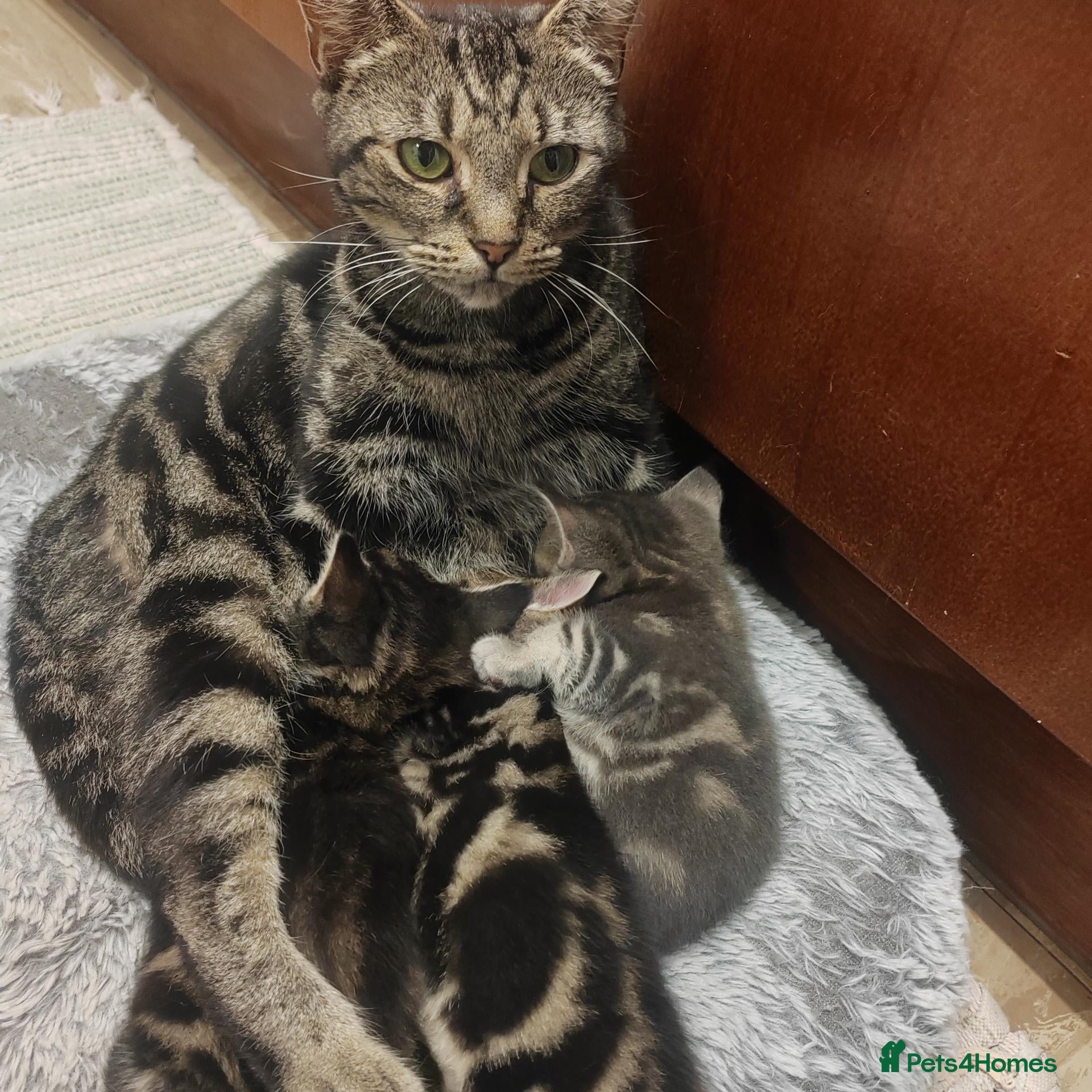 Mixed Breed cats Marble Bengal cross  - Advert 1