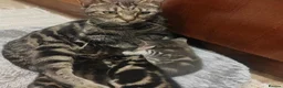 Mixed Breed cats for sale: Marble Bengal cross  - Advert 1